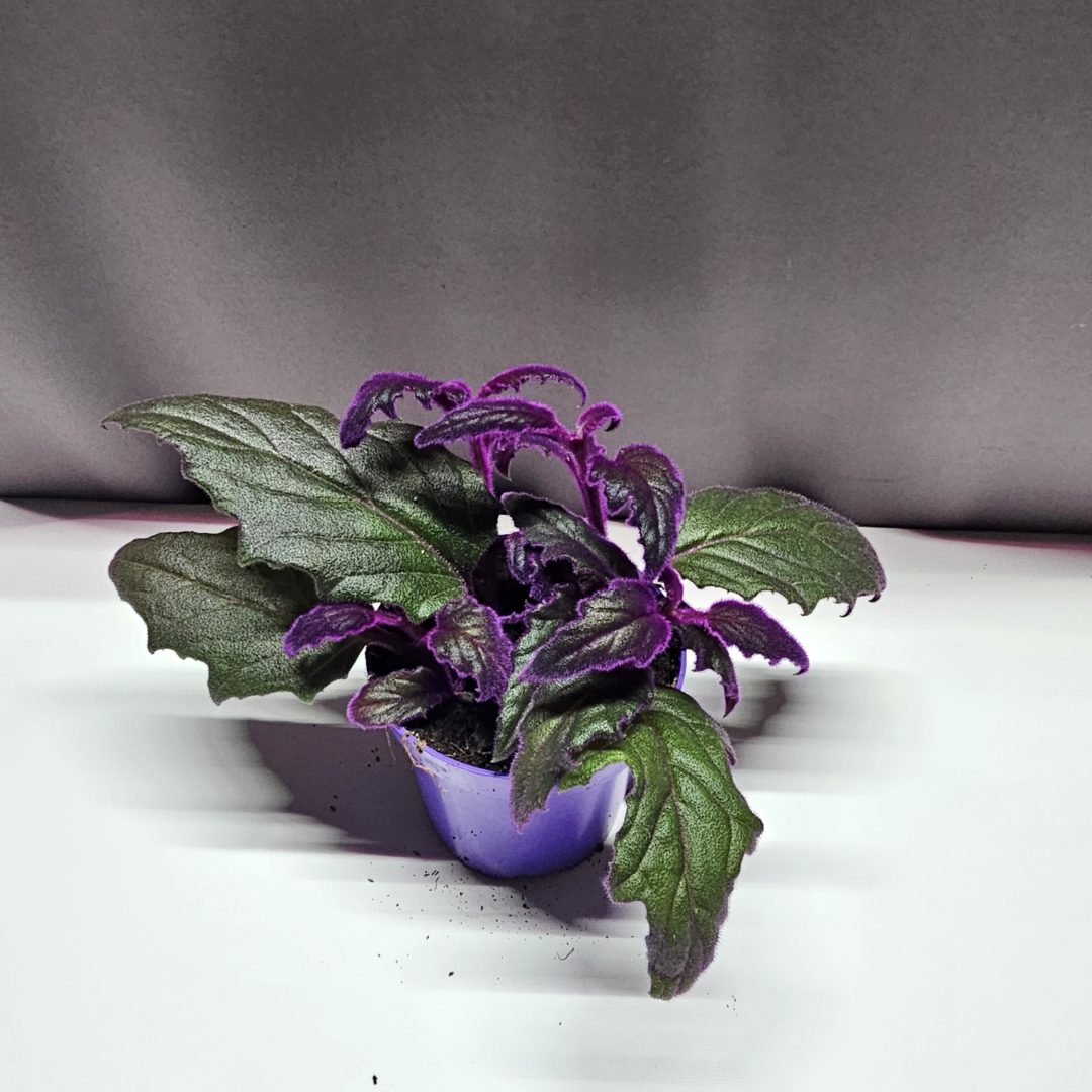 Gynura aurantiaca bíbor bársonylevél lila szőrös levelű trópusi szobanövény – Törpe Garden