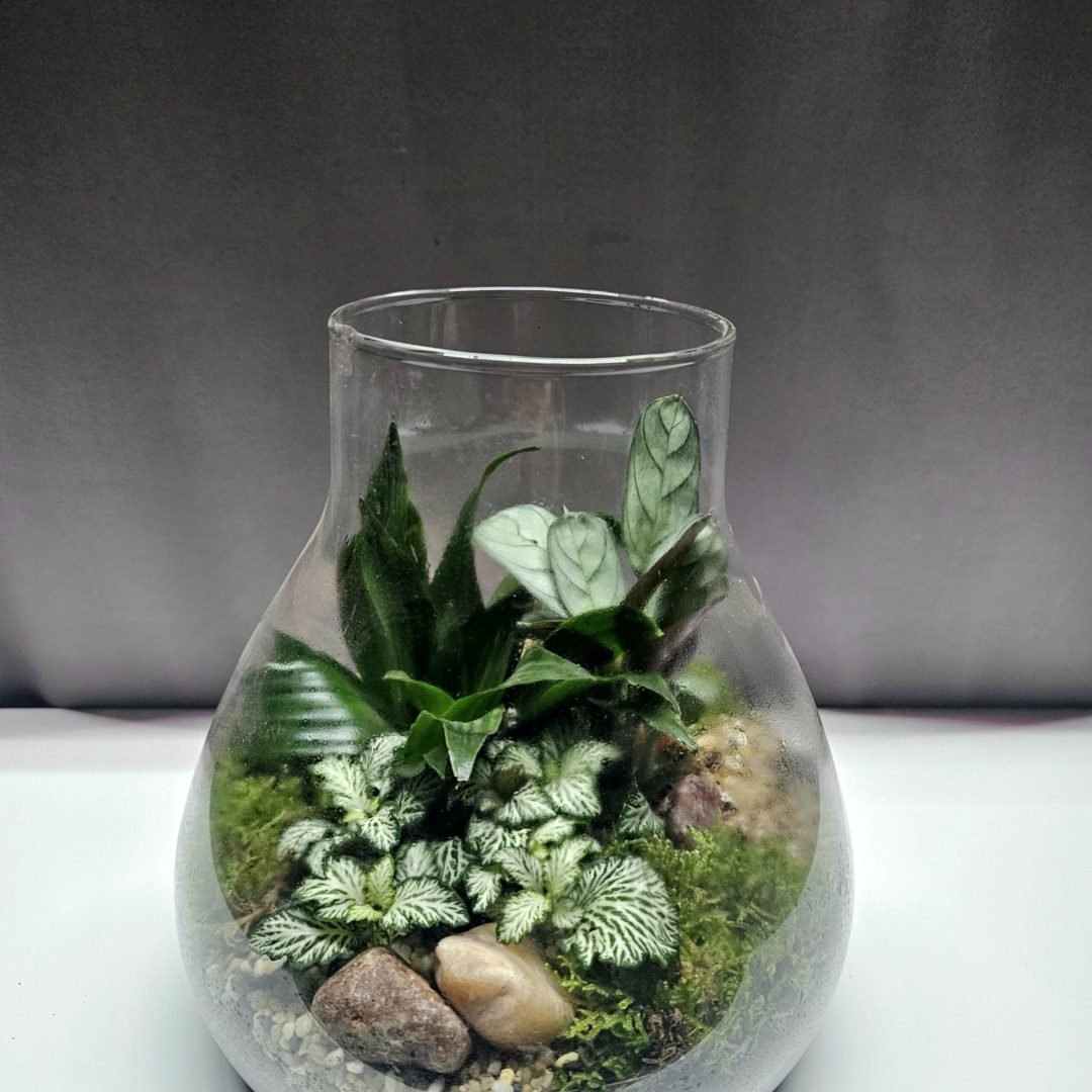 Modern üveg flórárium mini ökoszisztéma szobanövényekhez – Törpe Garden