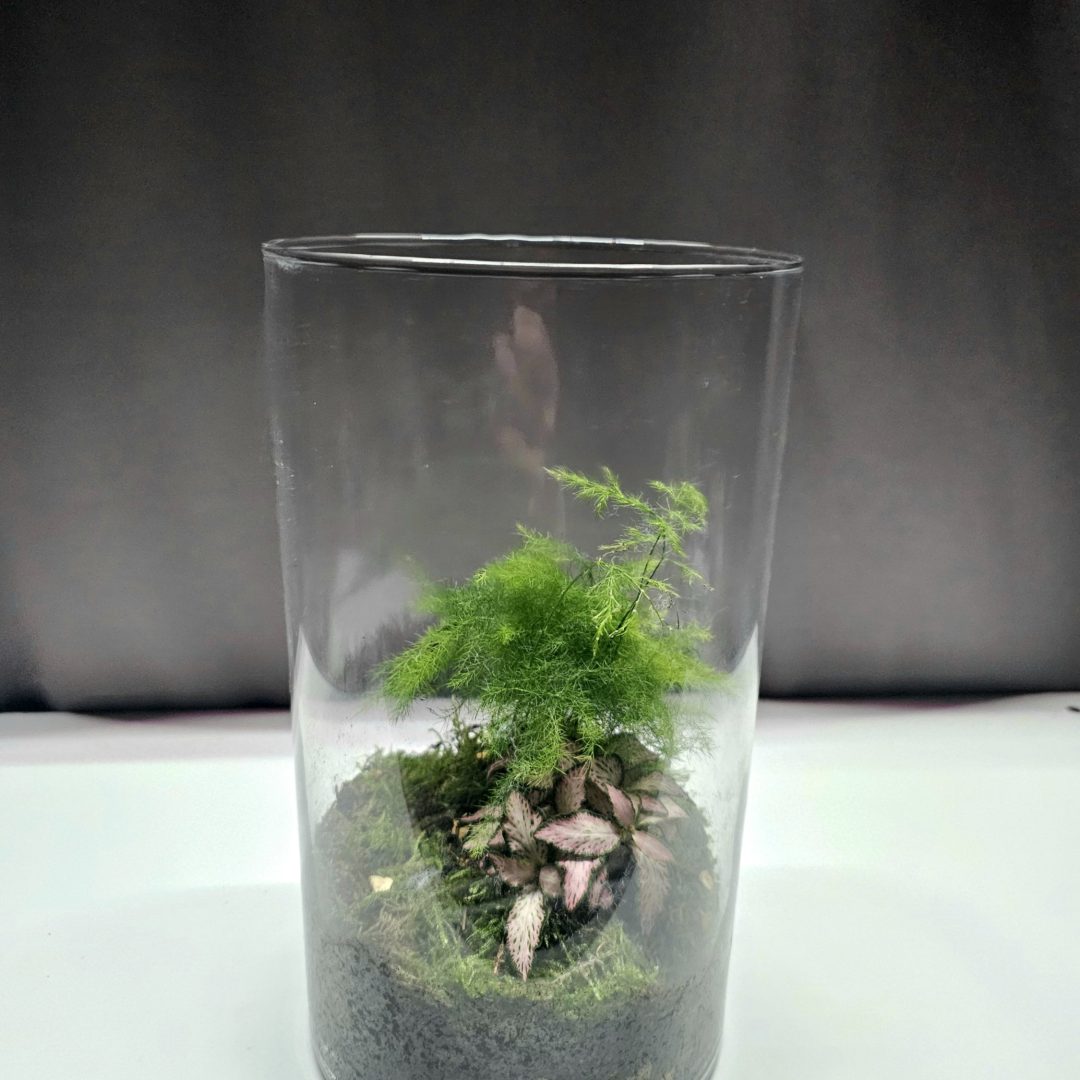 Modern üveg flórárium mini ökoszisztéma szobanövényekhez – Törpe Garden