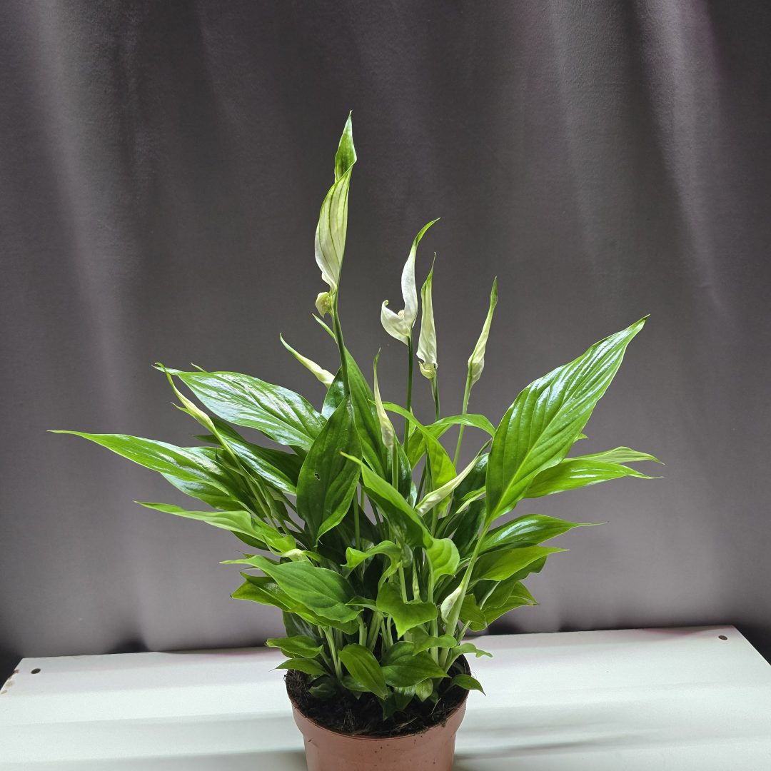 Spathiphyllum vitorlavirág 50 cm magas, egészséges szobanövény barna cserépben – Törpe Garden