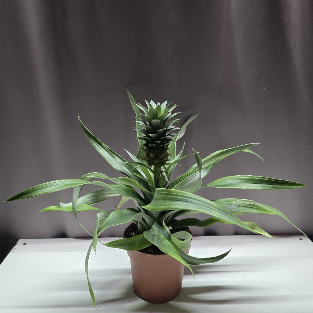 Egészséges ananász dísznövény szobanövény cserépben – Törpe Garden