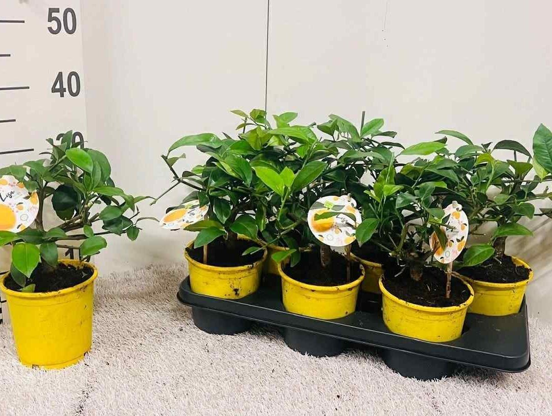 Meyer citrom csemete