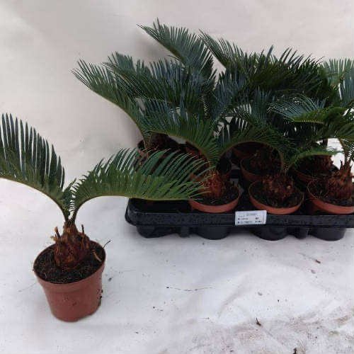 Cycas Revoluta