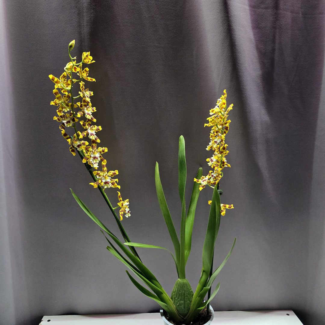 Vuylstekeara Cambria piros virágú cserepes orchidea zöld levelekkel