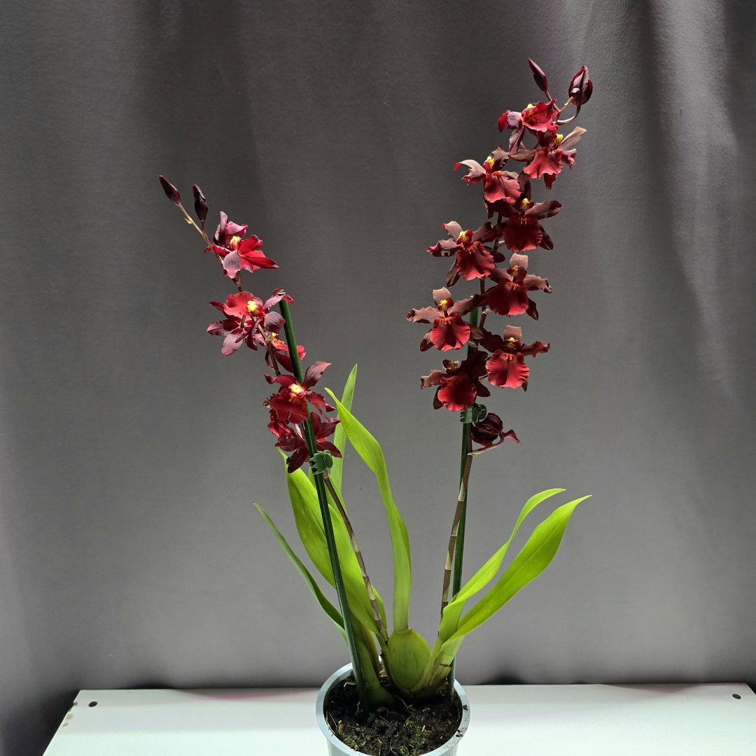 Vuylstekeara Cambria piros virágú cserepes orchidea zöld levelekkel