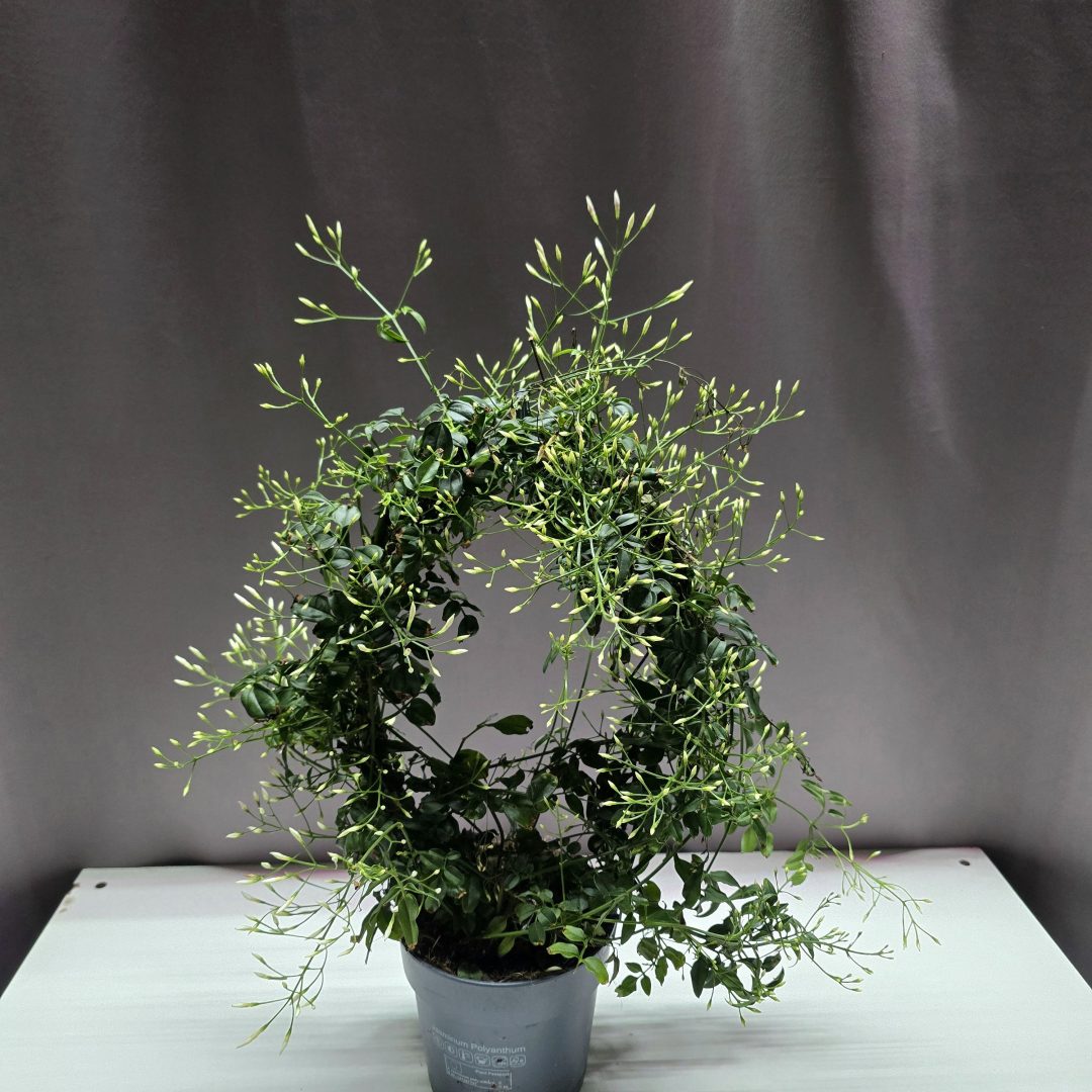 Jasminum polyanthum sokvirágú jázmin rózsaszín bimbókkal és fehér virágokkal