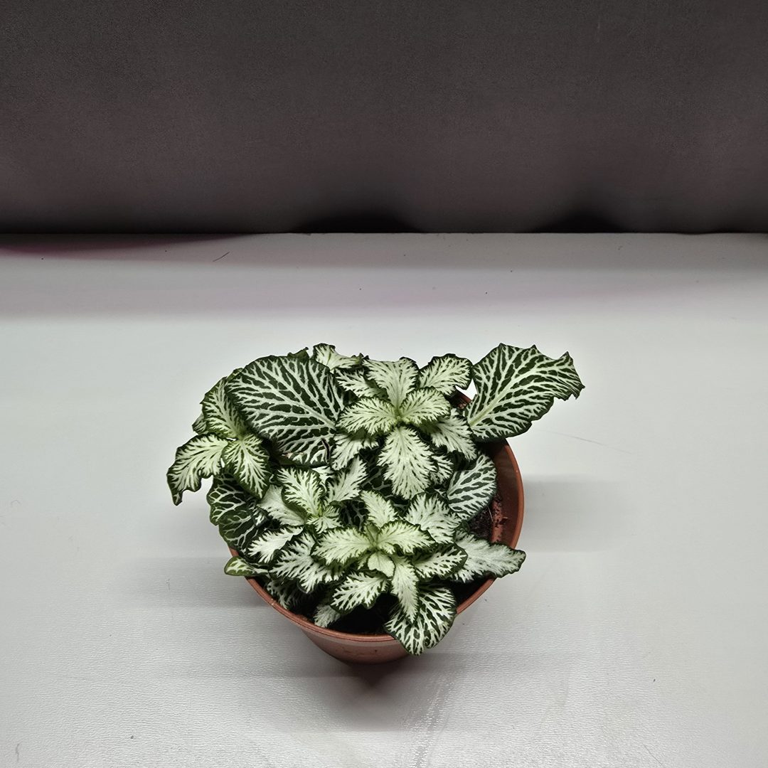 Fittonia mintás levelű szobai mozaiknövény zöld–fehér erezettel