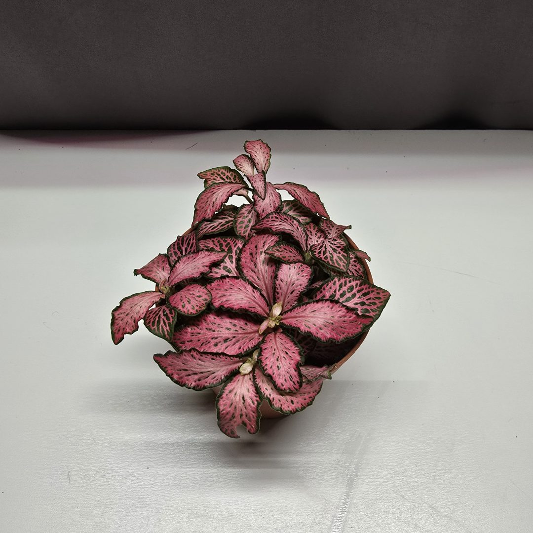 Fittonia mintás levelű szobai mozaiknövény zöld–rózsaszín erezettel