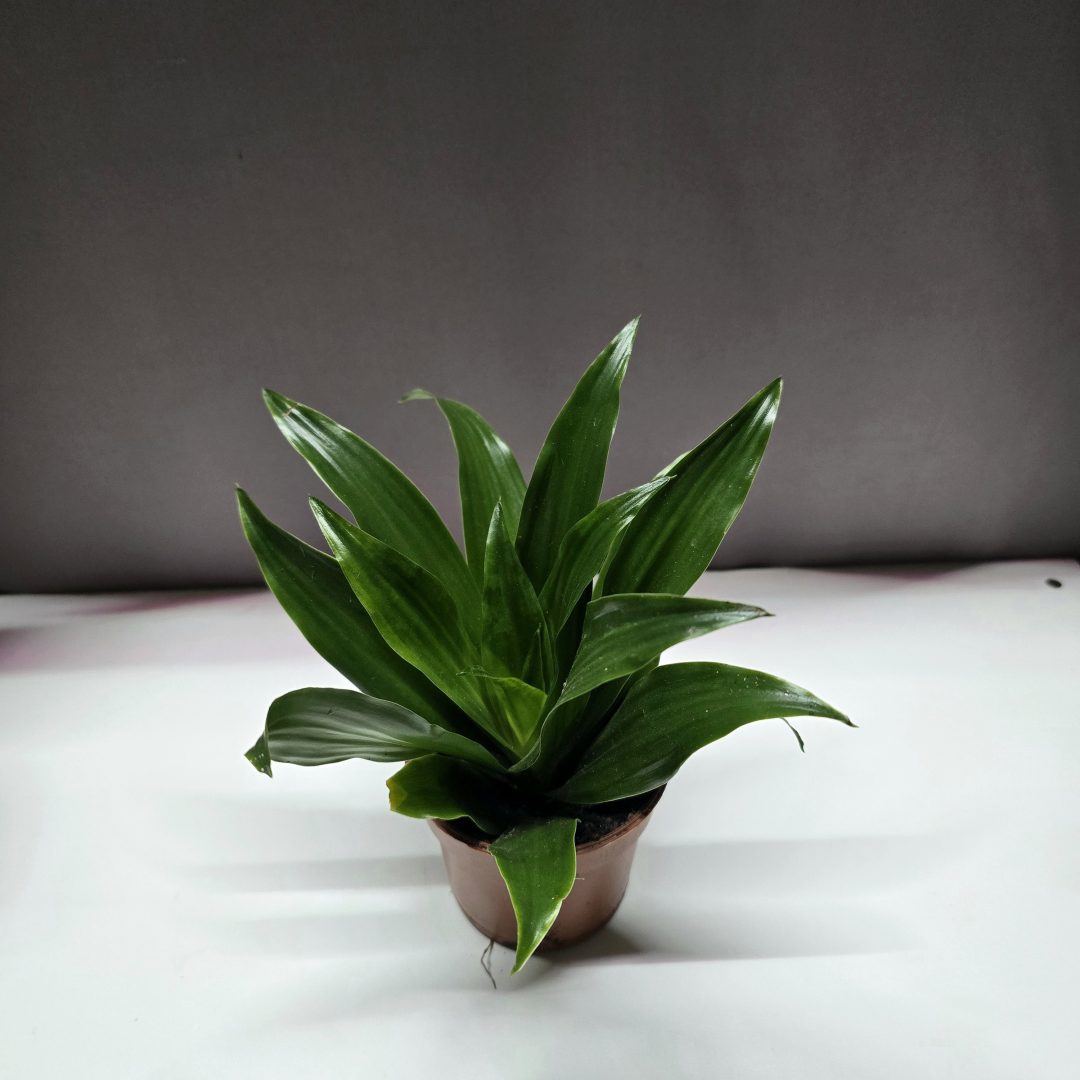 Dracaena compacta sűrű lombú, kompakt szobai sárkányfa