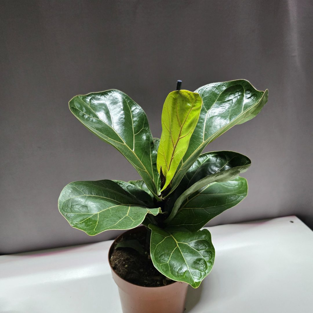 Ficus Lyrata lant alakú nagy levelű szobai lantlevelű füge