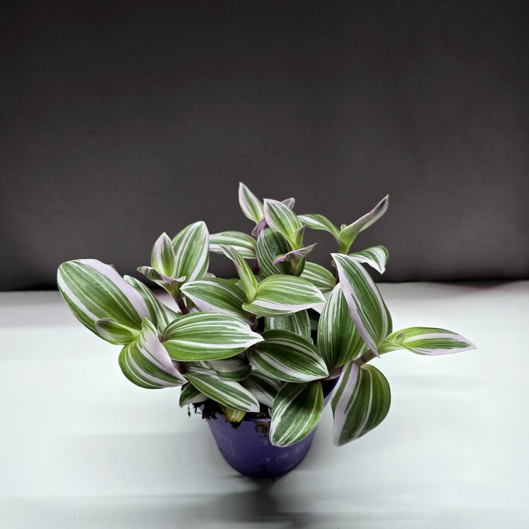 Tradescantia albiflora White fehér-zöld csíkos levelű szobai kúszónövény