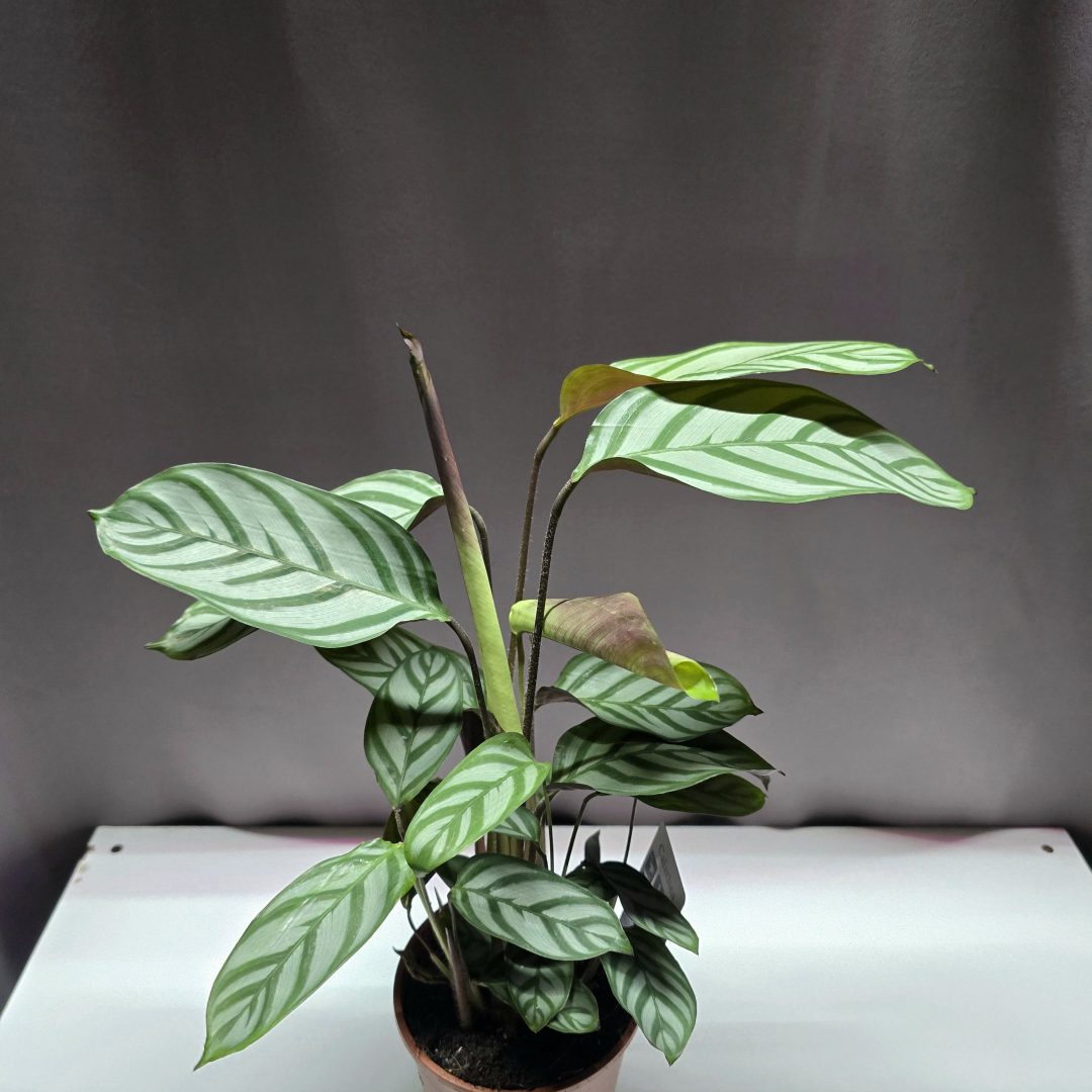 Ctenanthe setosa Compactstar kompakt növekedésű, mintás levelű trópusi szobai dísznövény