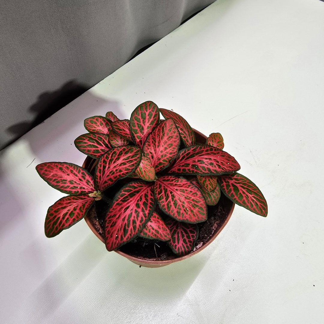 Fittonia mintás levelű szobai mozaiknövény zöld–vörös erezettel