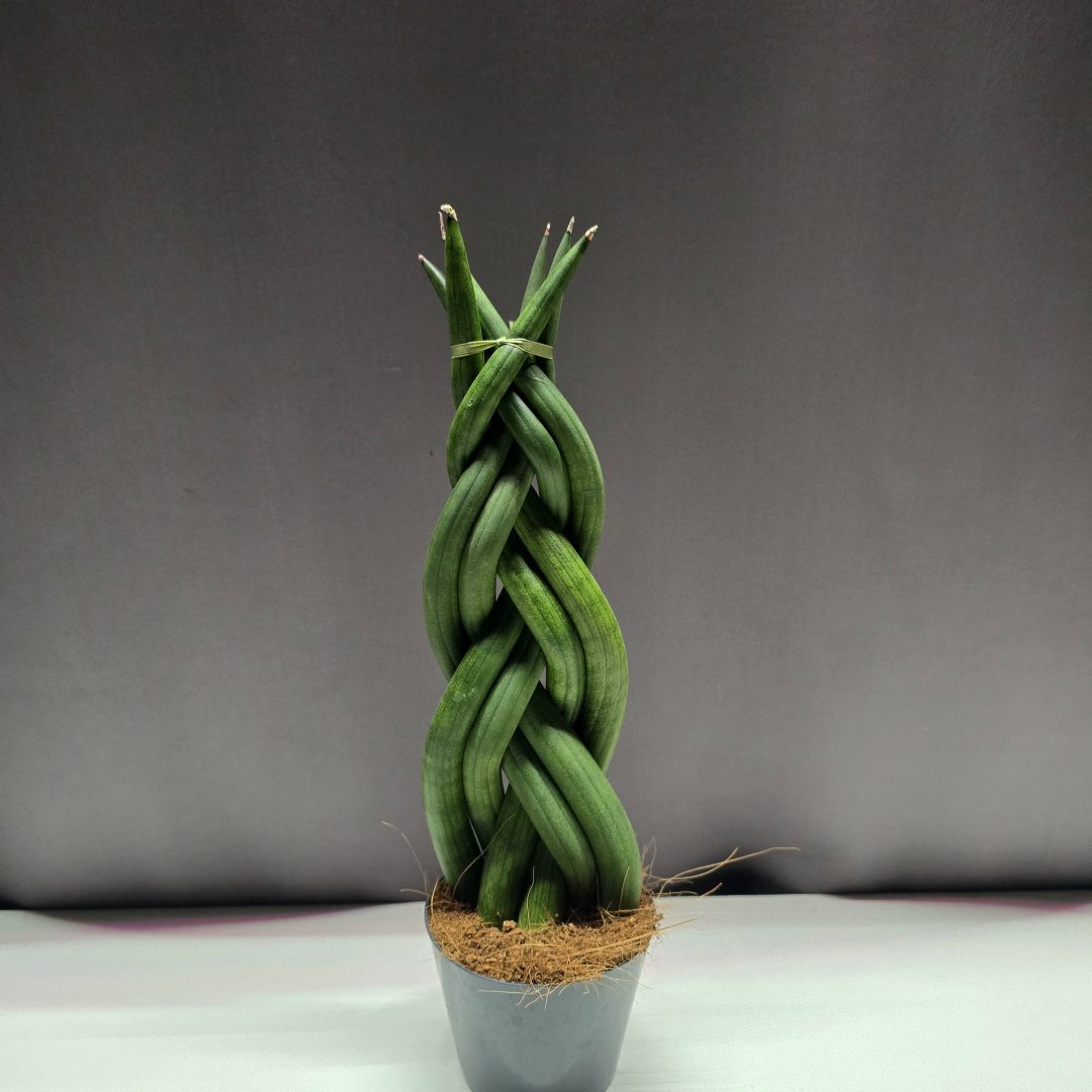 Sansevieria cylindrica 'Braid'