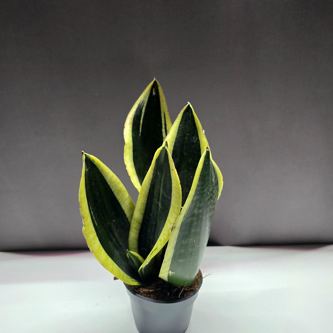Sansevieria Night Shade