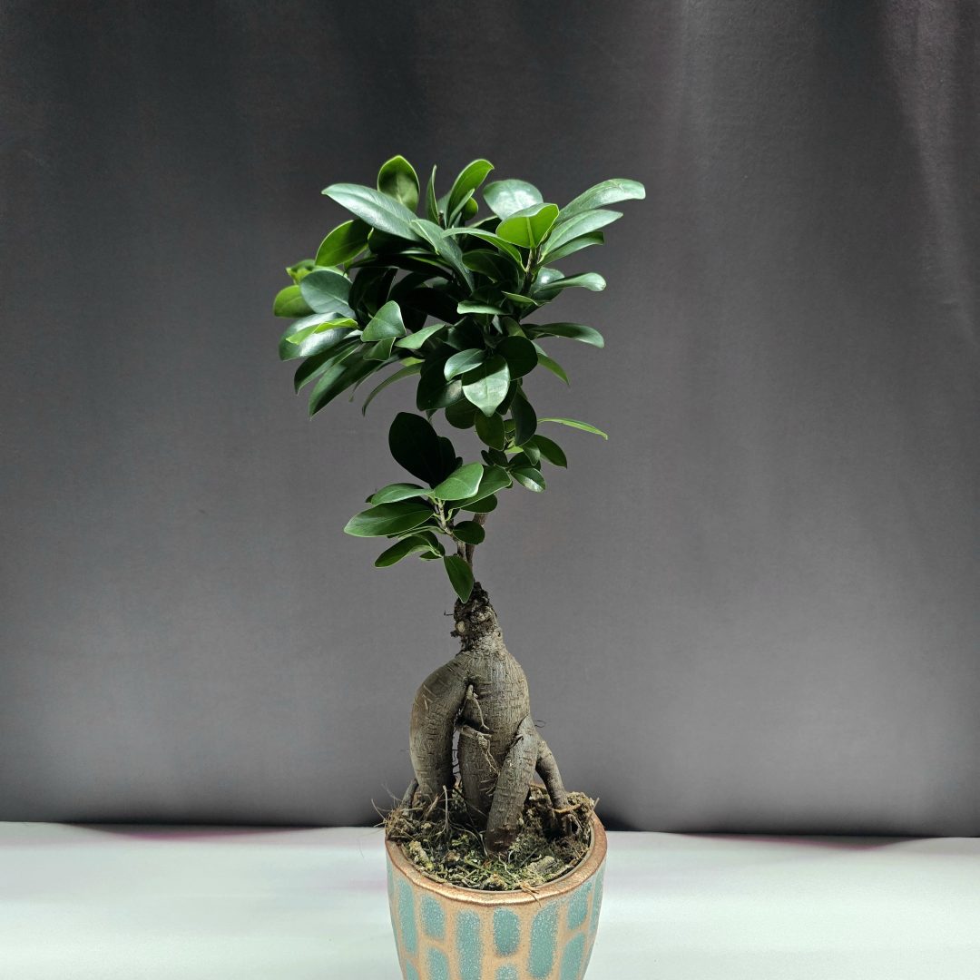 Ficus Ginseng kerámia kaspóban