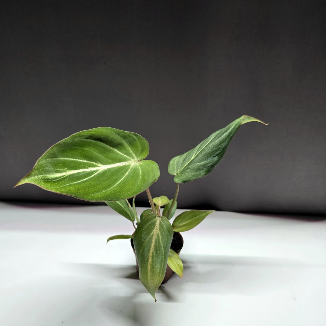 Philodendron Gloriosum