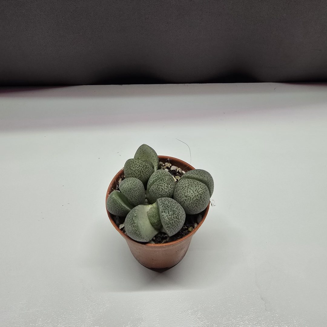 Pleiospilos nelii - Gömbölyű gránitvirág