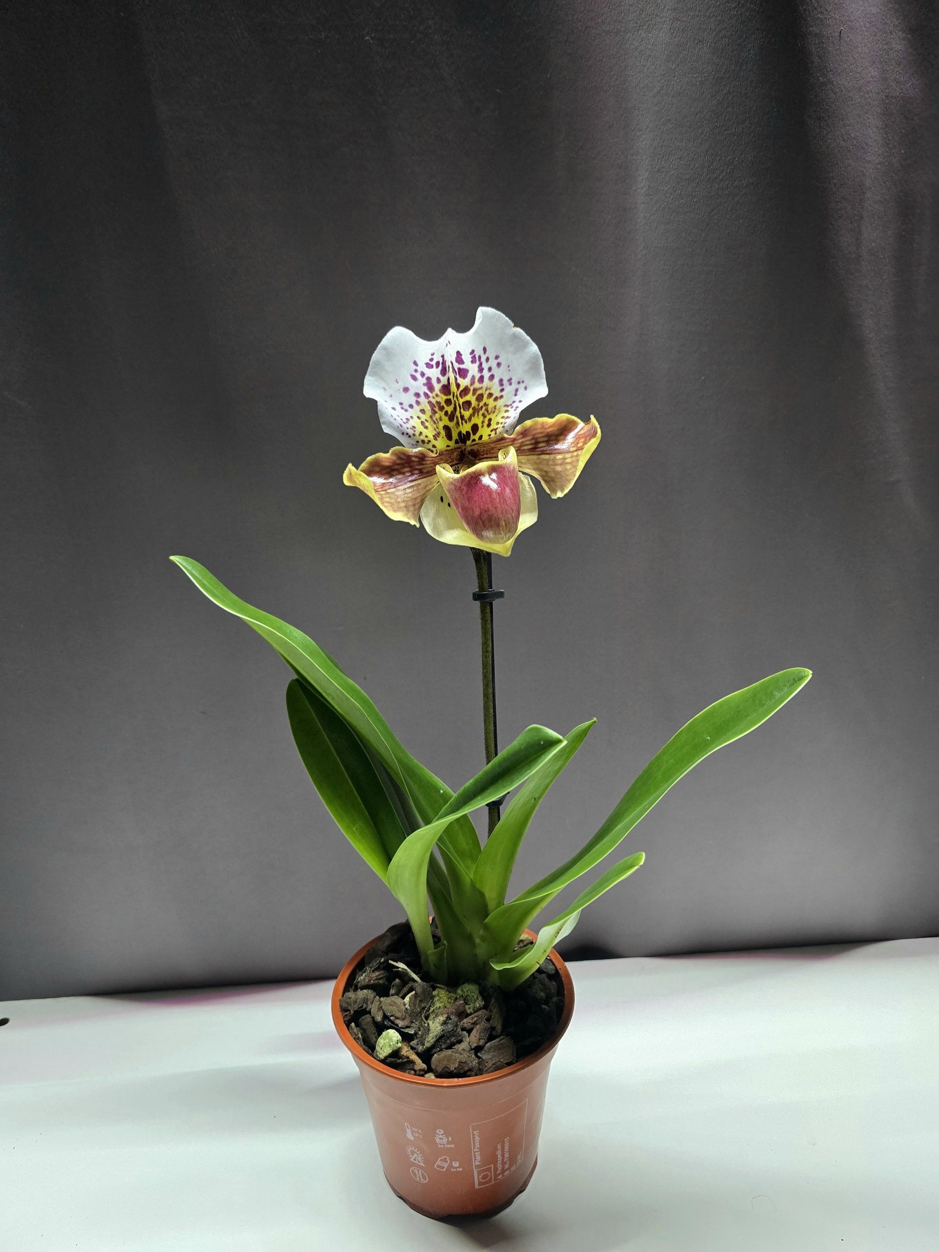 Paphiopedilum USA Hybrid - Papucsorchidea