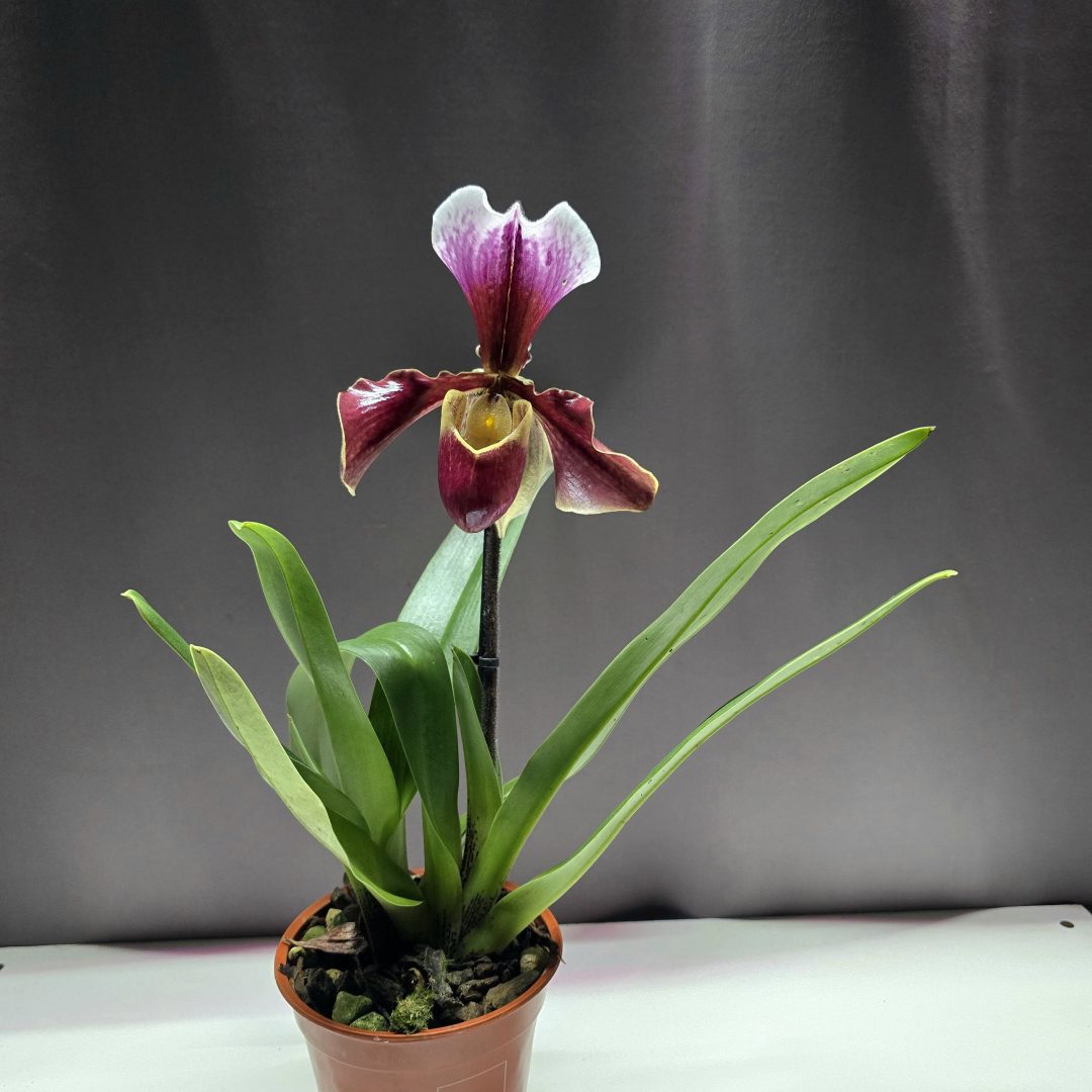 Paphiopedilum - Papucsorchidea