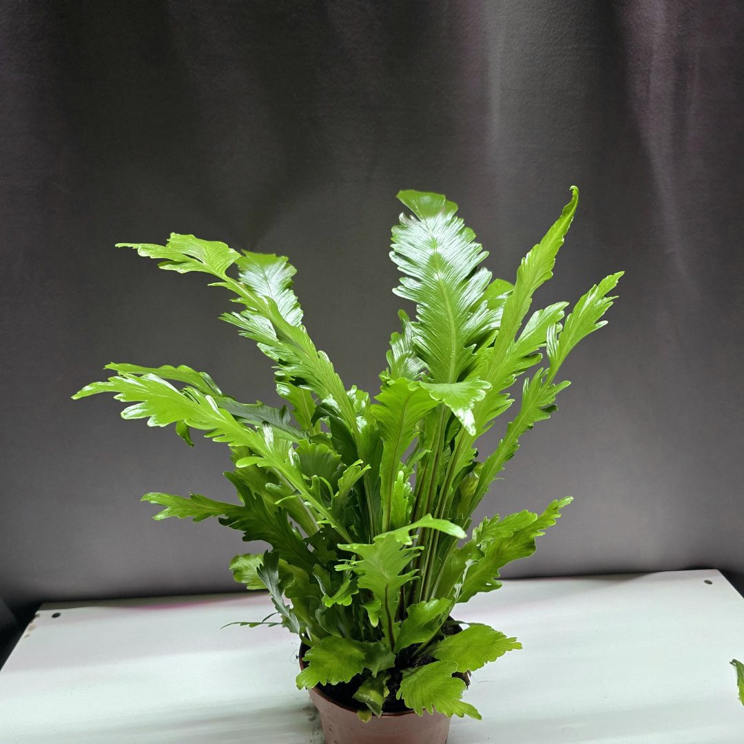 Asplenium Nidus Campio - Fészekpáfrány