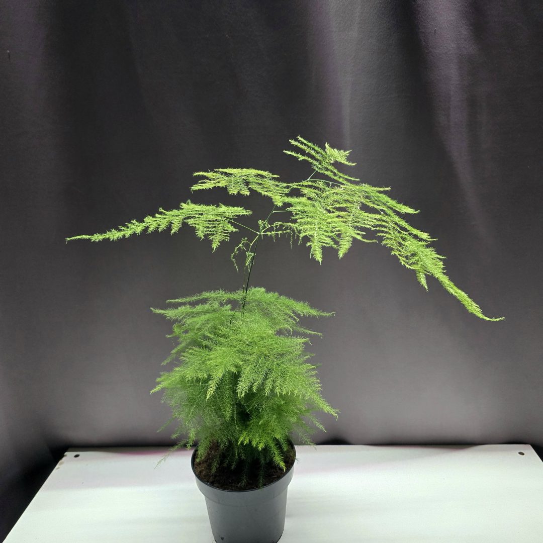 Asparagus setaceus - Fátyolaszparágusz