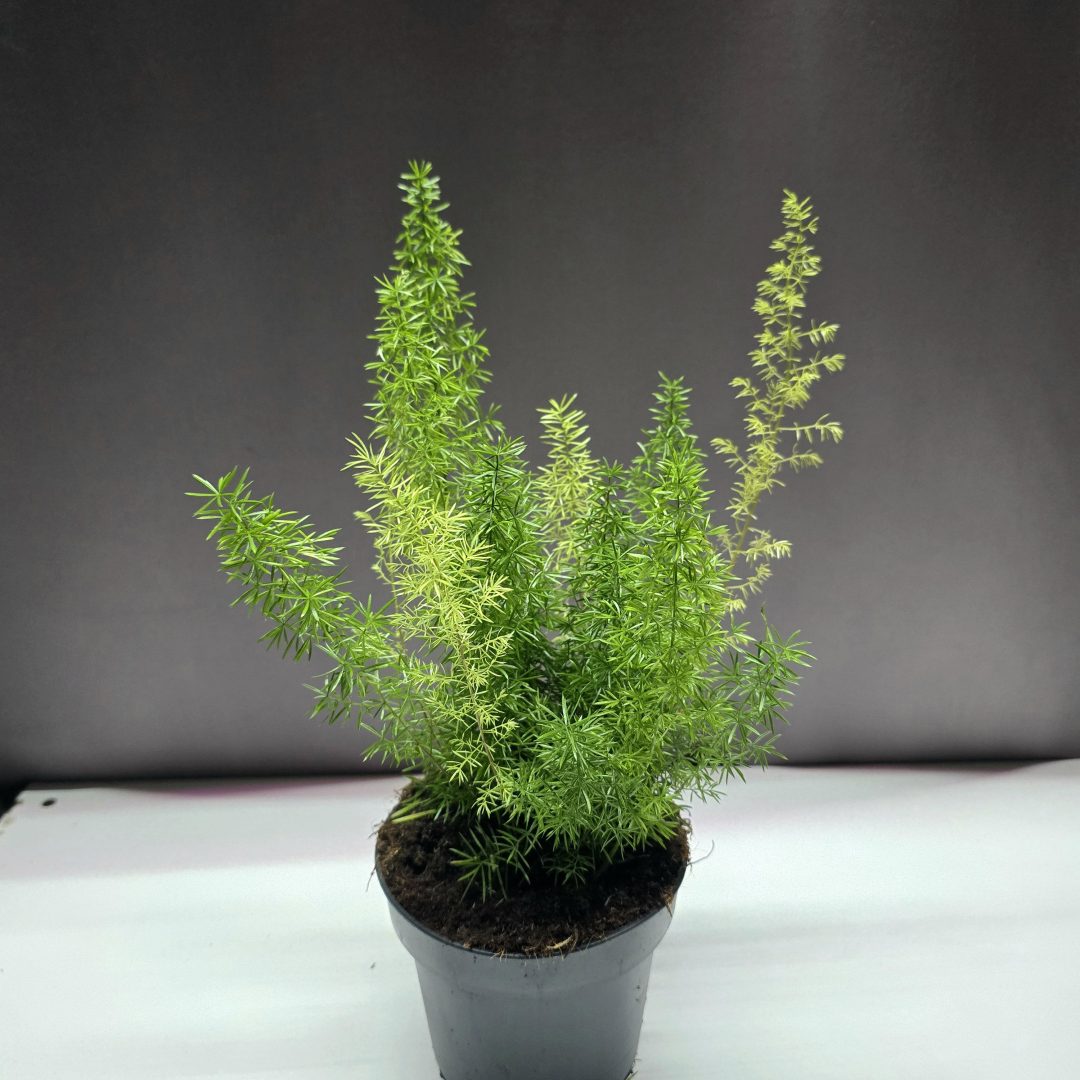 Asparagus Meyeri – Rókafarok Aszparágusz