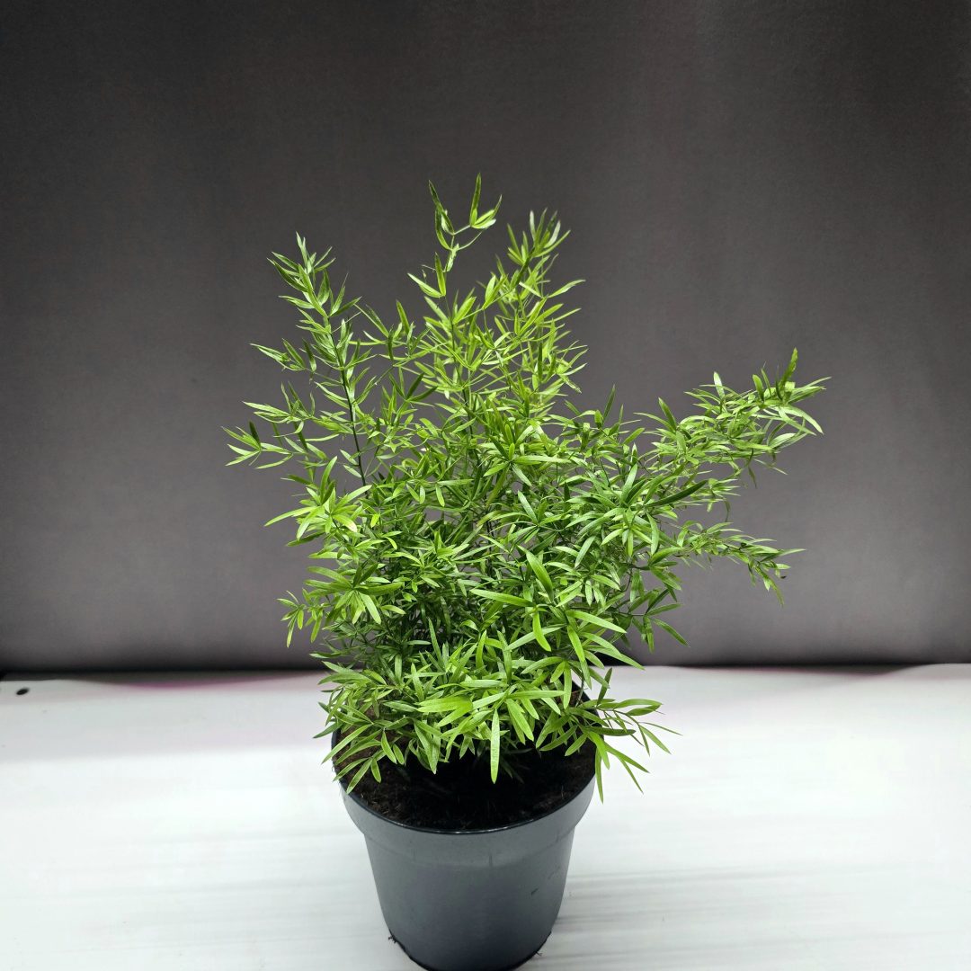 Asparagus Sprengeri - Tűlevelű aszparágusz