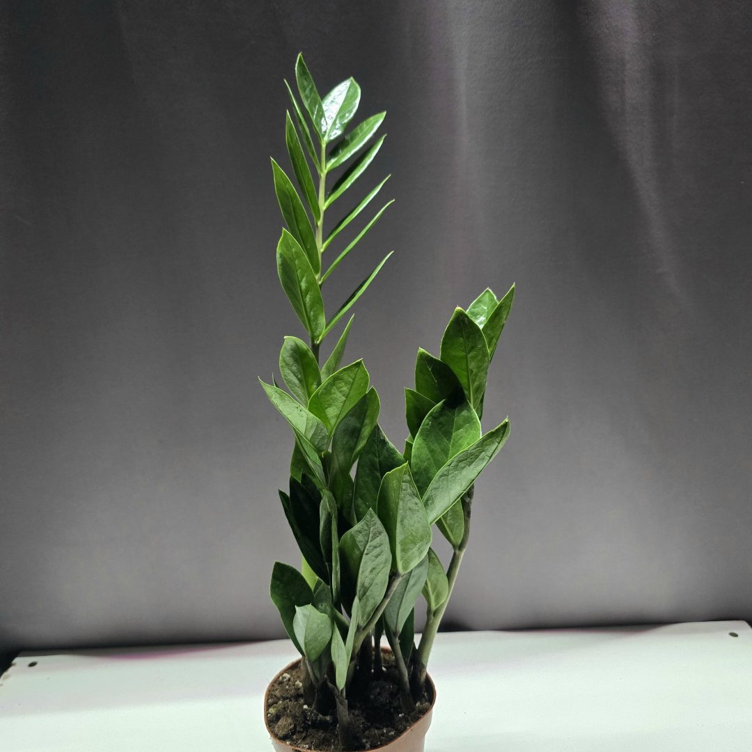 Agglegénypálma - Zamioculcas zamiifolia