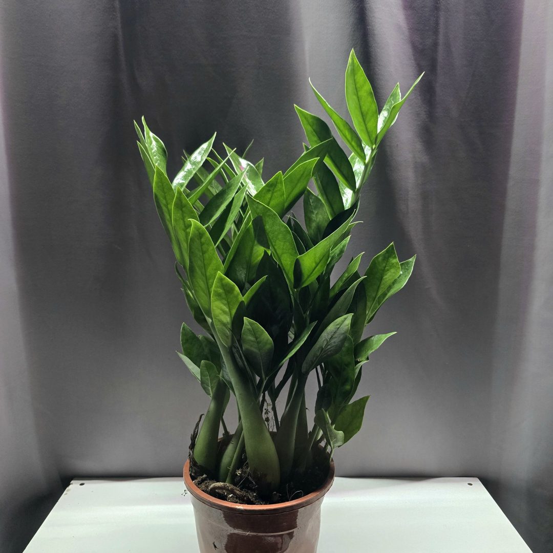Agglegénypálma - Zamioculcas zamiifolia