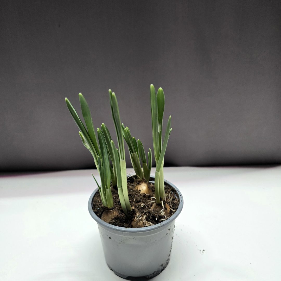 Galanthus nivalis - Hóvirág