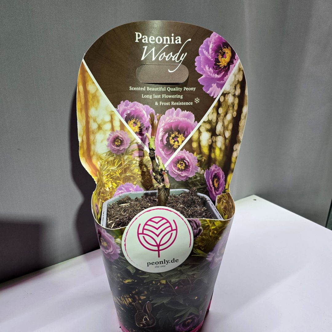 Paeonia suffruticosa - Fás szárú Bazsarózsa (rózsaszín)