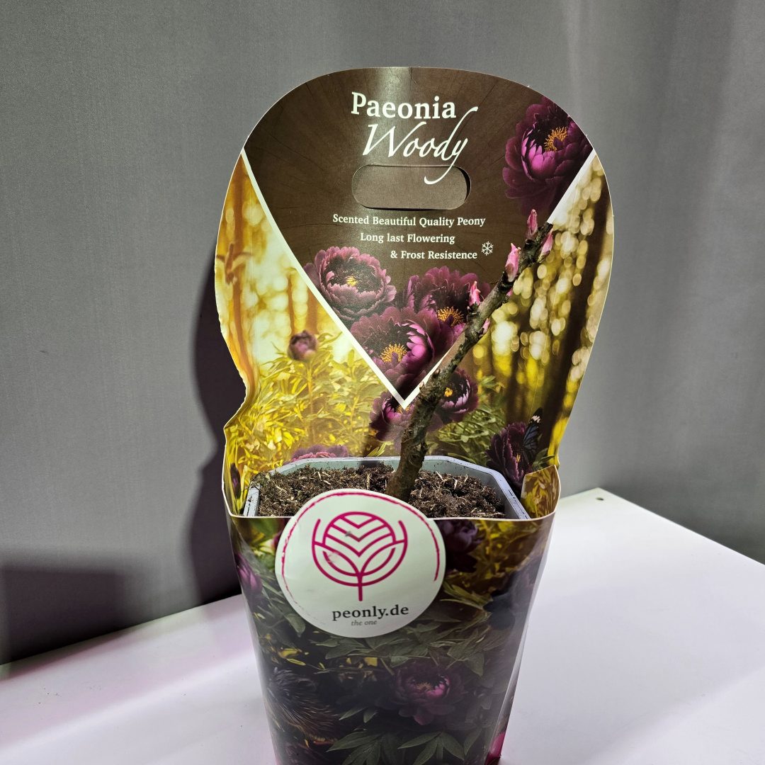 Paeonia suffruticosa - Fás szárú Bazsarózsa (bordó)