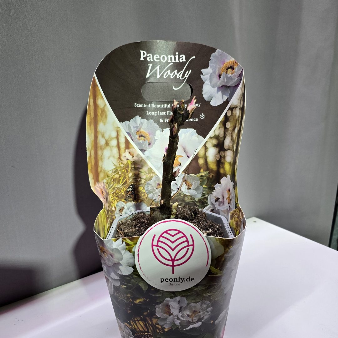 Paeonia suffruticosa - Fás szárú Bazsarózsa (fehér)