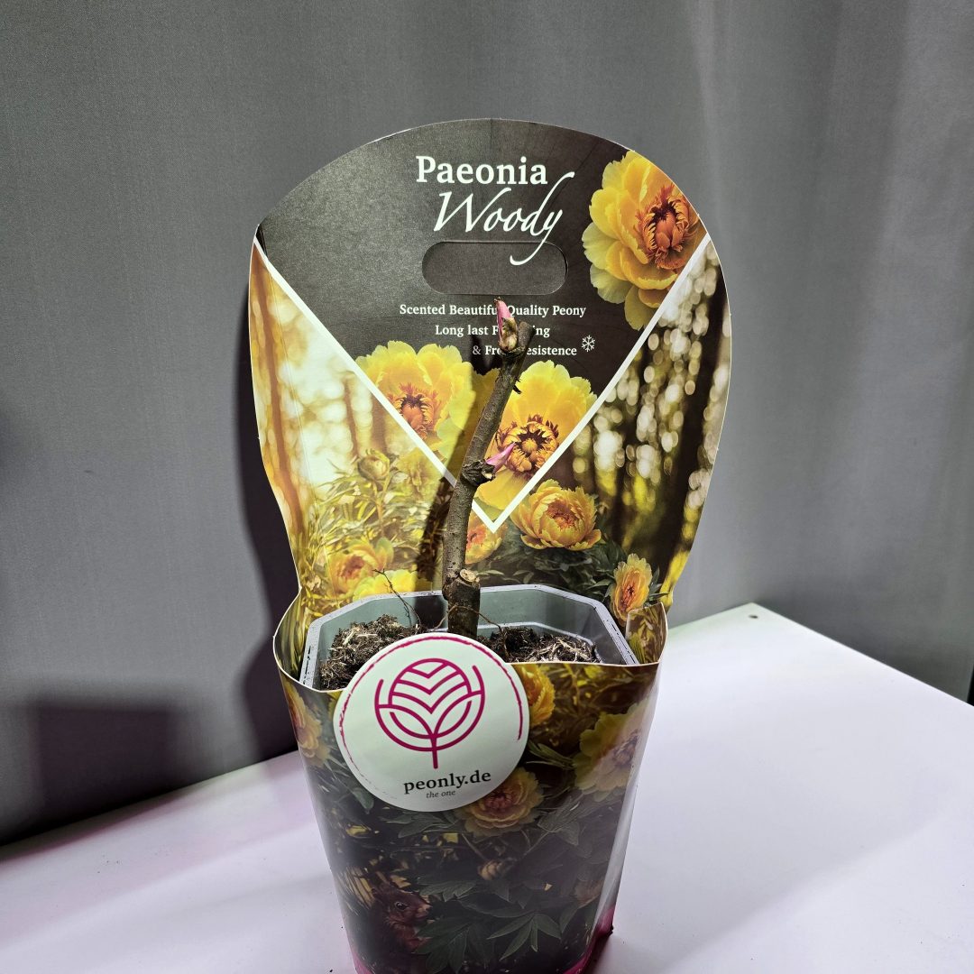 Paeonia suffruticosa - Fás szárú Bazsarózsa (sárga)