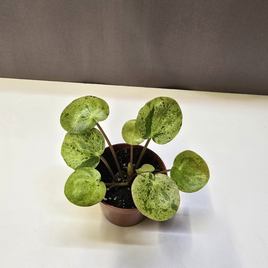 Pilea peperomioides Mojito tarka levelű pénzlevelű pilea szobanövény