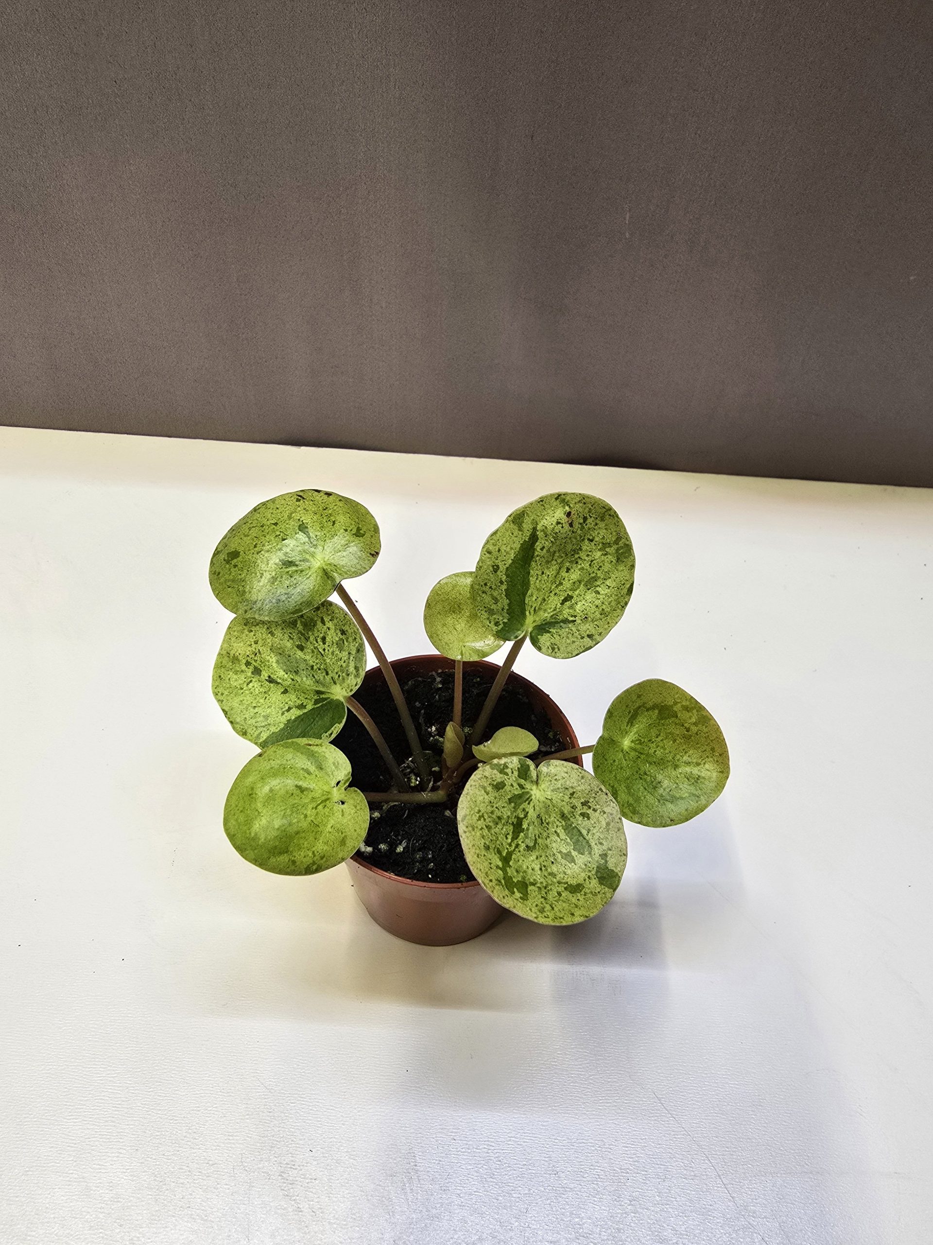 Pilea peperomioides Mojito tarka levelű pénzlevelű pilea szobanövény