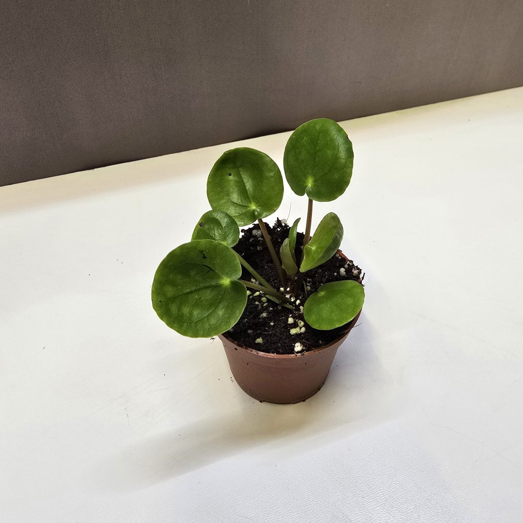 Pilea peperomioides pénzlevelű pilea kerek levelű szobanövény