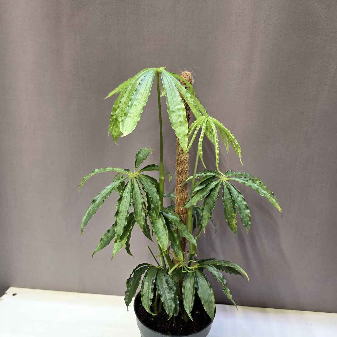 Anthurium polyschistum keskeny, tagolt levelű különleges szobanövény