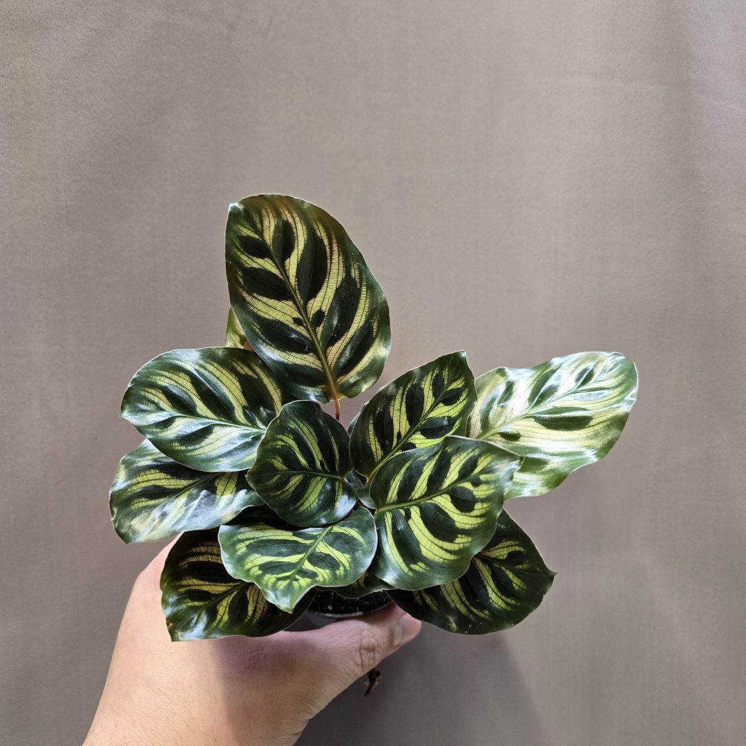 Calathea makoyana pávamintás levelű dekoratív szobanövény