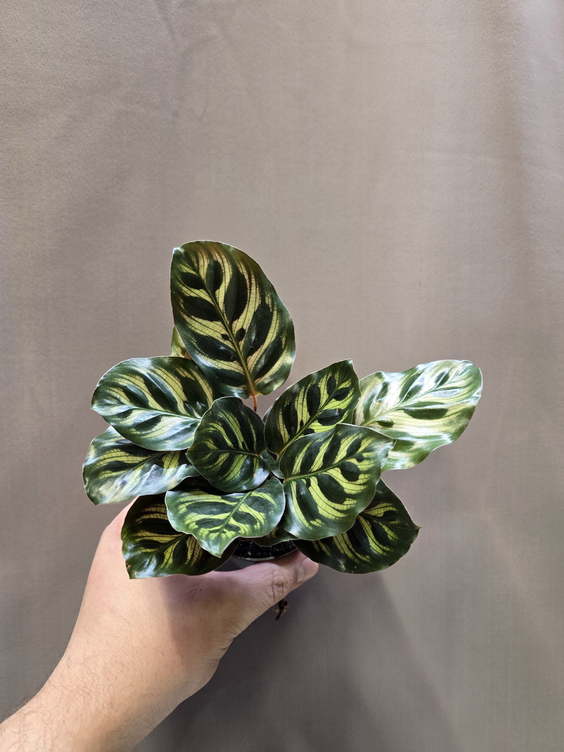 Calathea makoyana pávamintás levelű dekoratív szobanövény