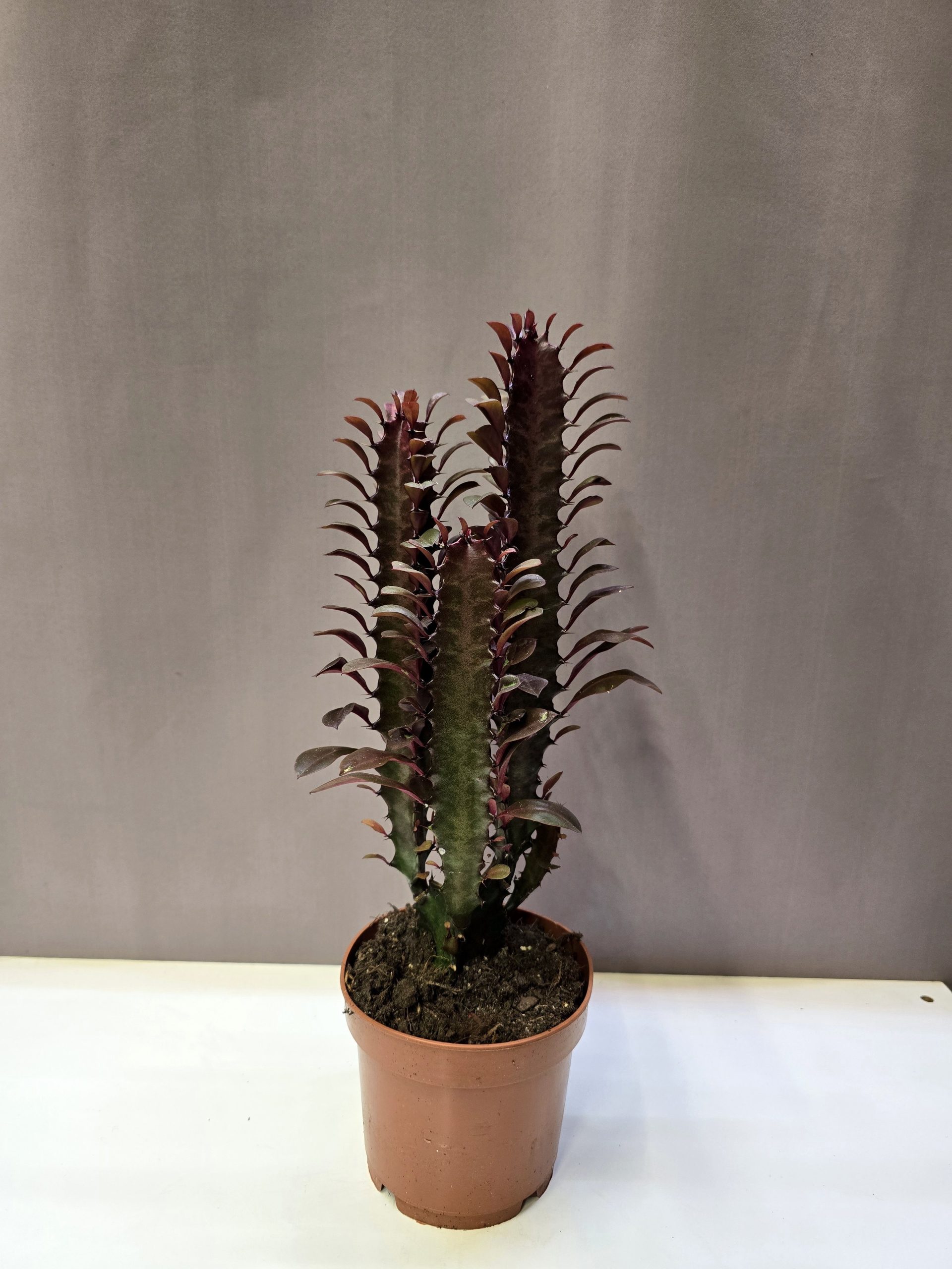 Euphorbia trigona Rubra bordó szárú háromélű kutyatej szobanövény