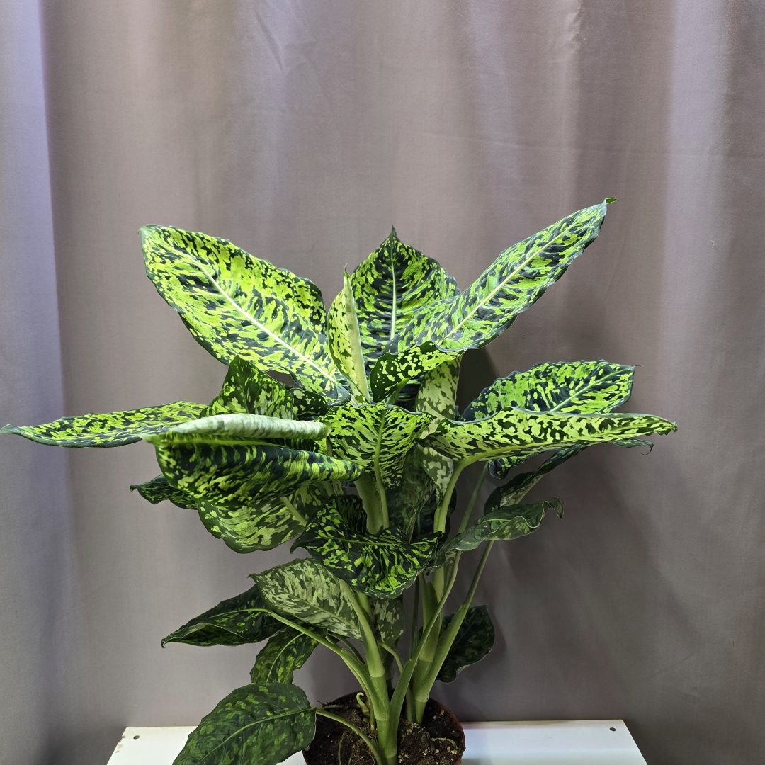 Dieffenbachia Reflector sötétzöld alapon világos mintás levelű szobanövény