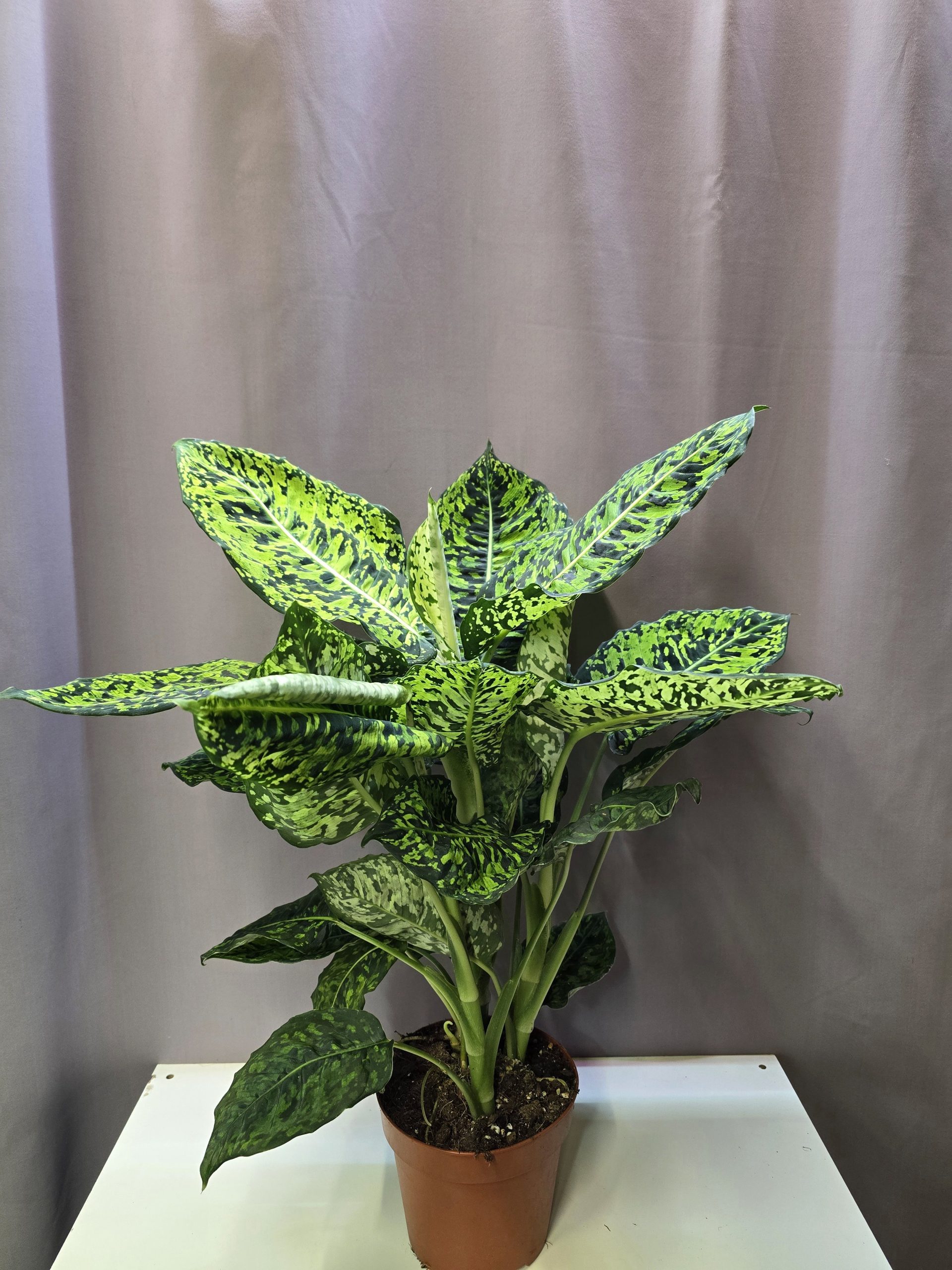 Dieffenbachia Reflector sötétzöld alapon világos mintás levelű szobanövény