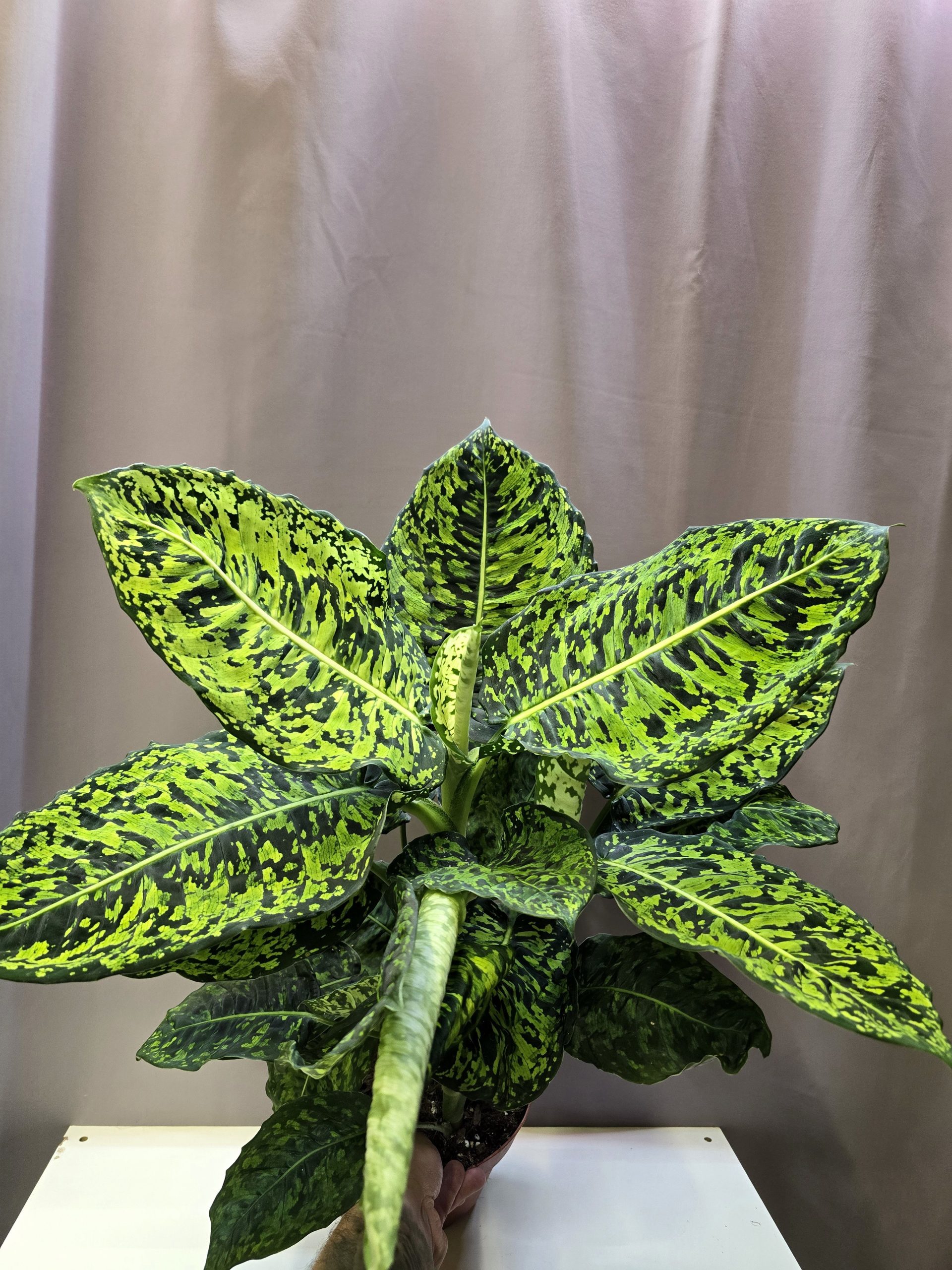 Dieffenbachia Reflector sötétzöld alapon világos mintás levelű szobanövény