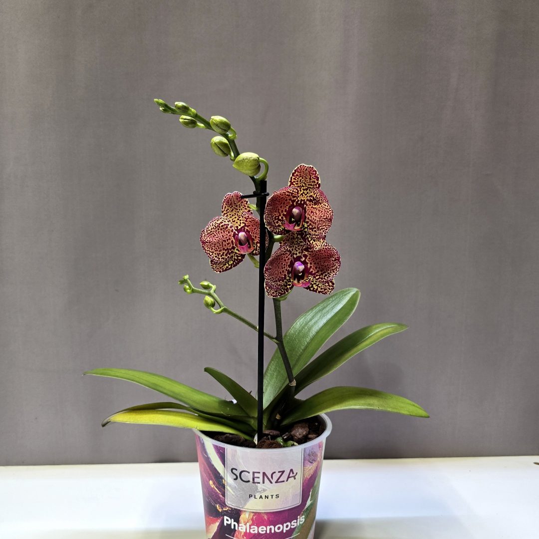 Phalaenopsis multiflora Yellow Leopard sárga mintás virágú lepkeorchidea