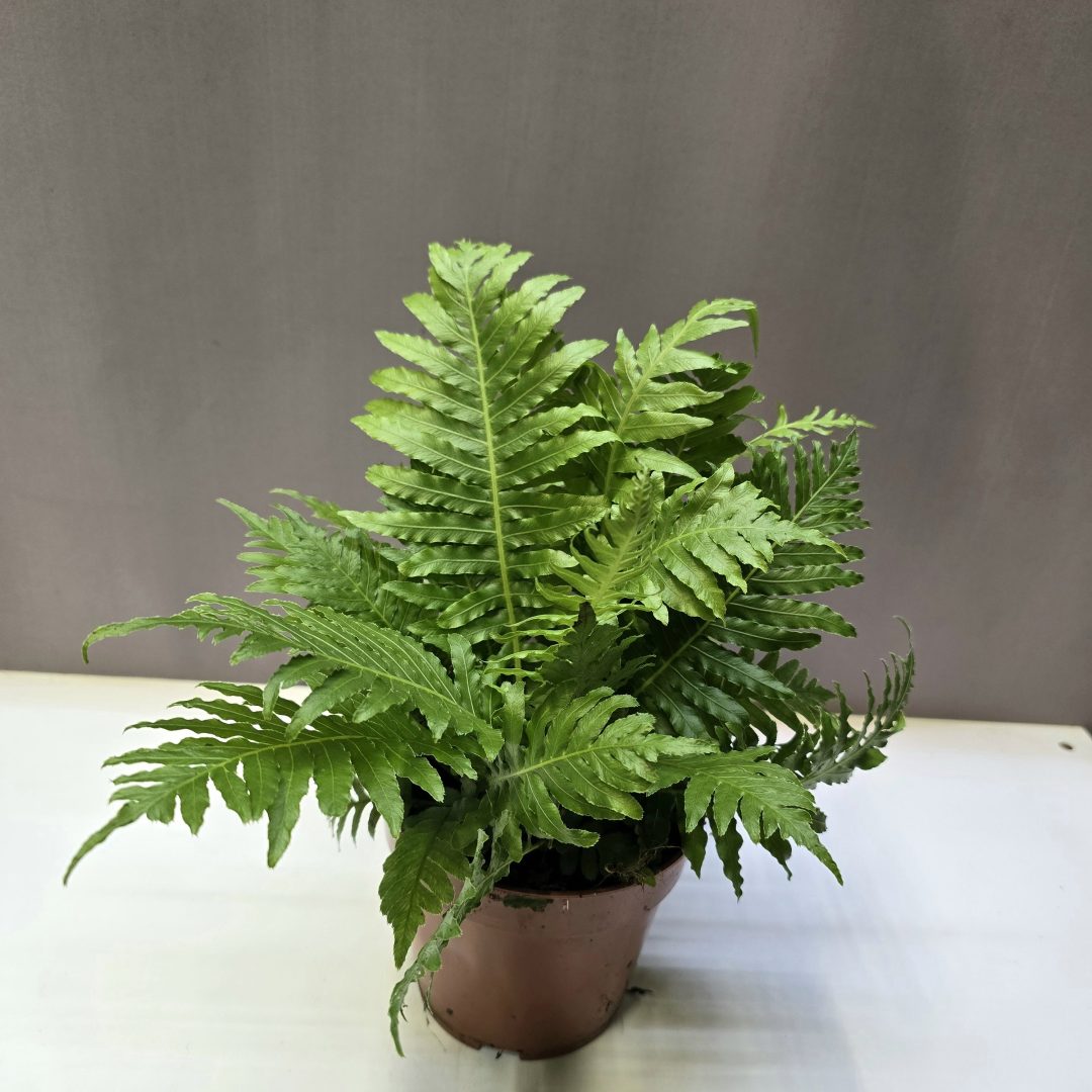 Blechnum gibbum Silver Lady finom levelű, ezüstös-zöld páfrány szobanövény