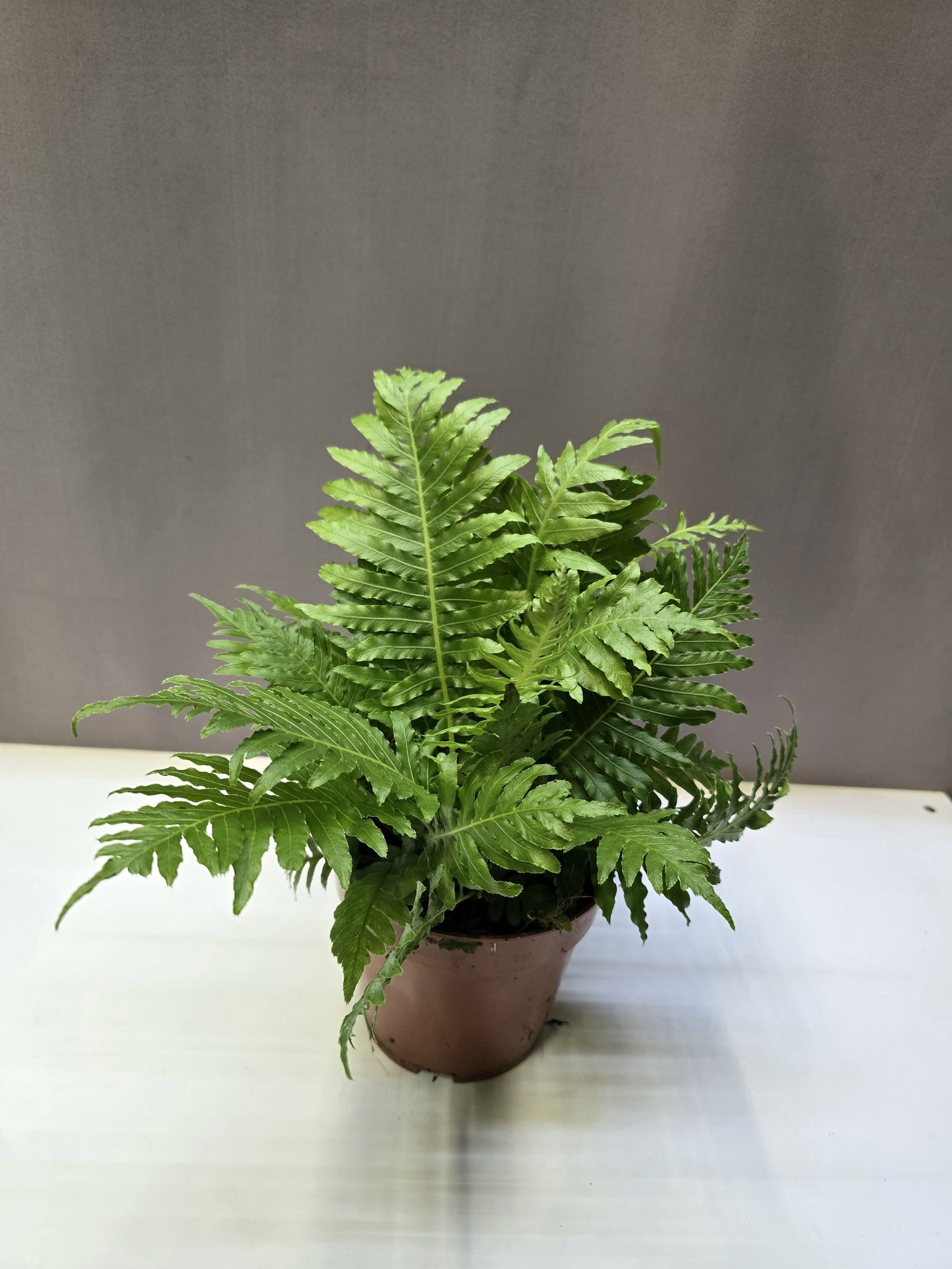Blechnum gibbum Silver Lady finom levelű, ezüstös-zöld páfrány szobanövény