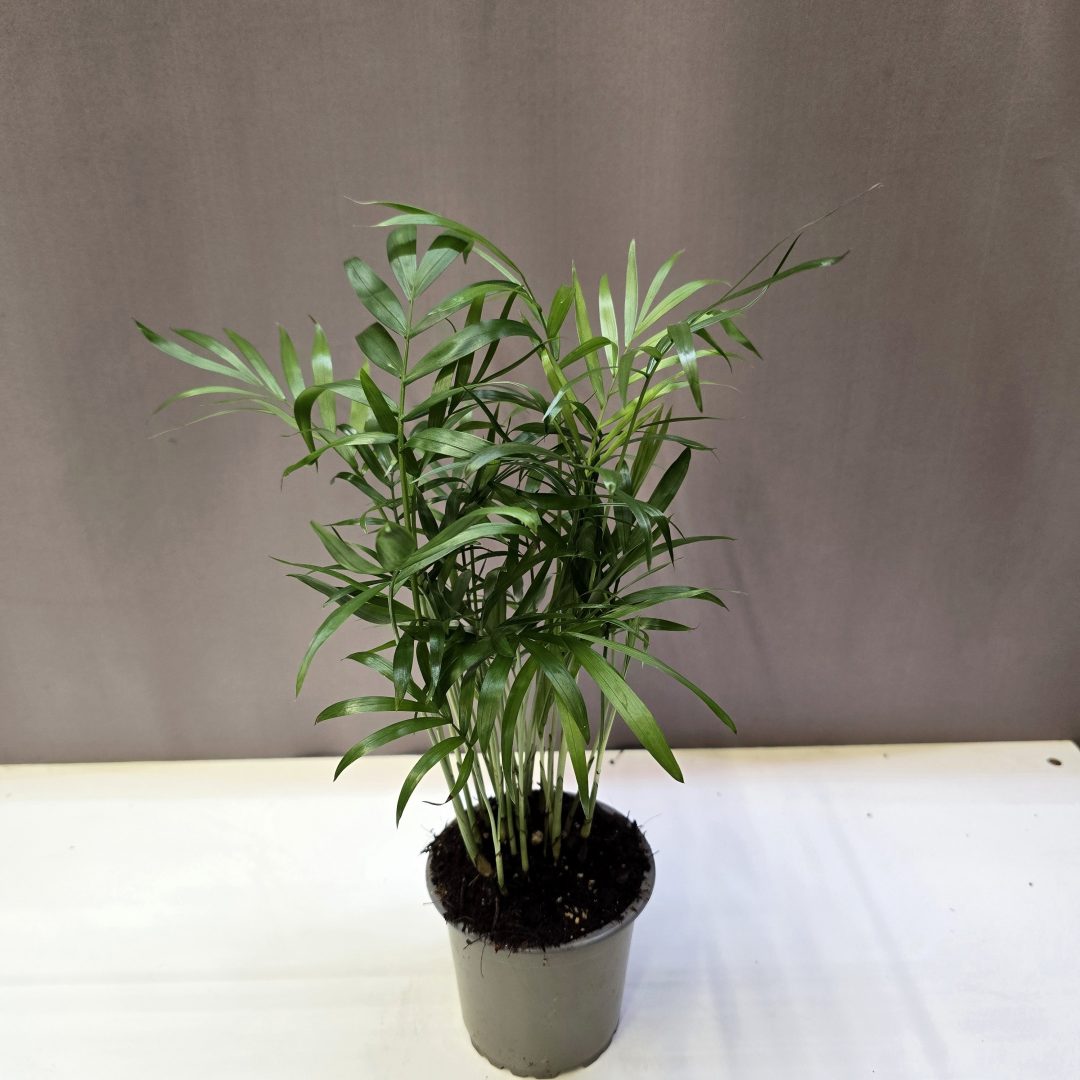 Chamaedorea elegans gyompálma finom levelű, árnyéktűrő szobanövény
