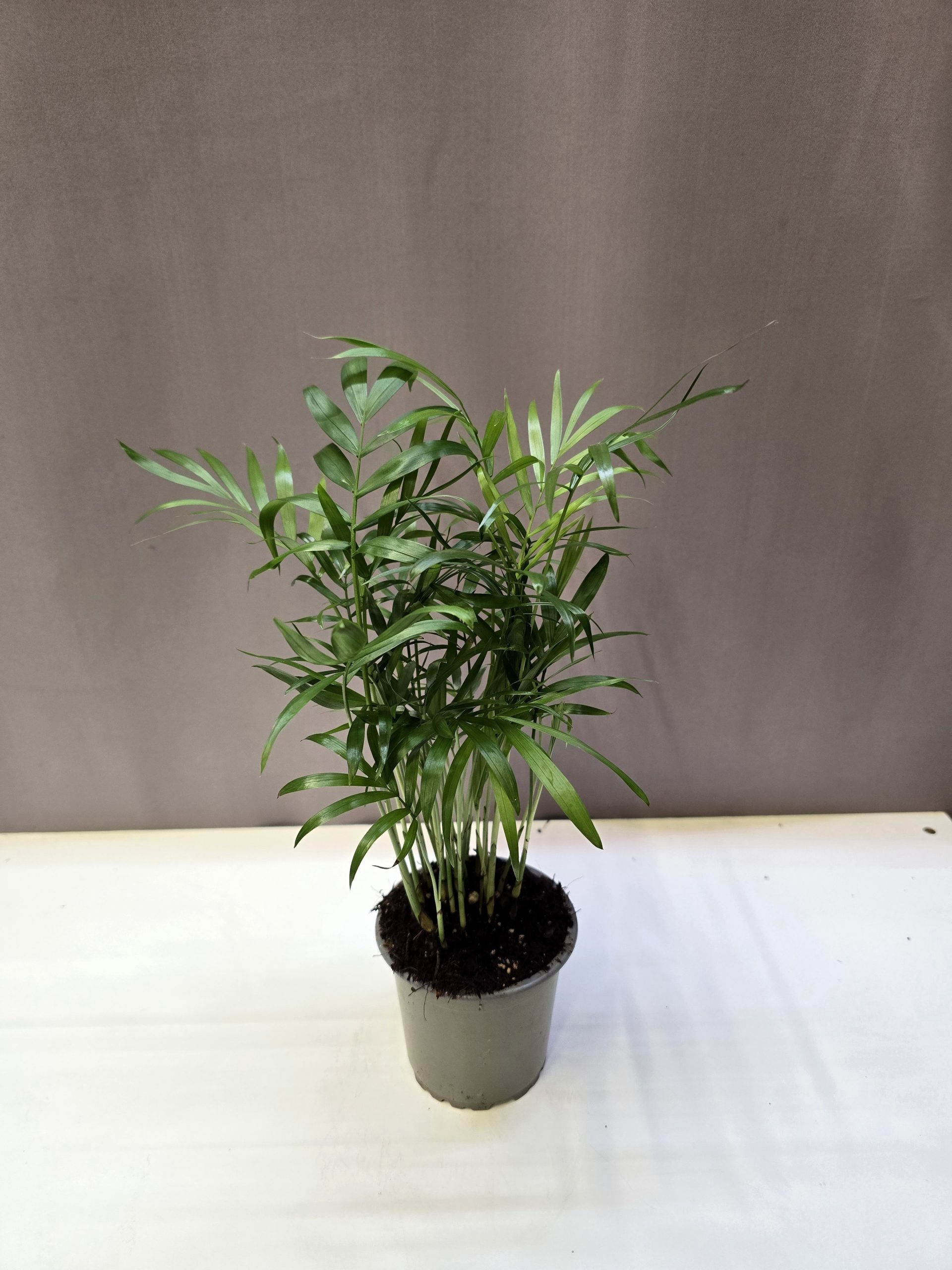 Chamaedorea elegans gyompálma finom levelű, árnyéktűrő szobanövény